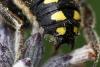 239046 – Photo : Philippe Vanmeerbeeck – France (49)